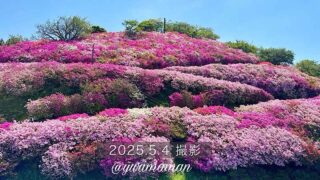 冨士山公園のツツジ（2025年）サムネイル画像