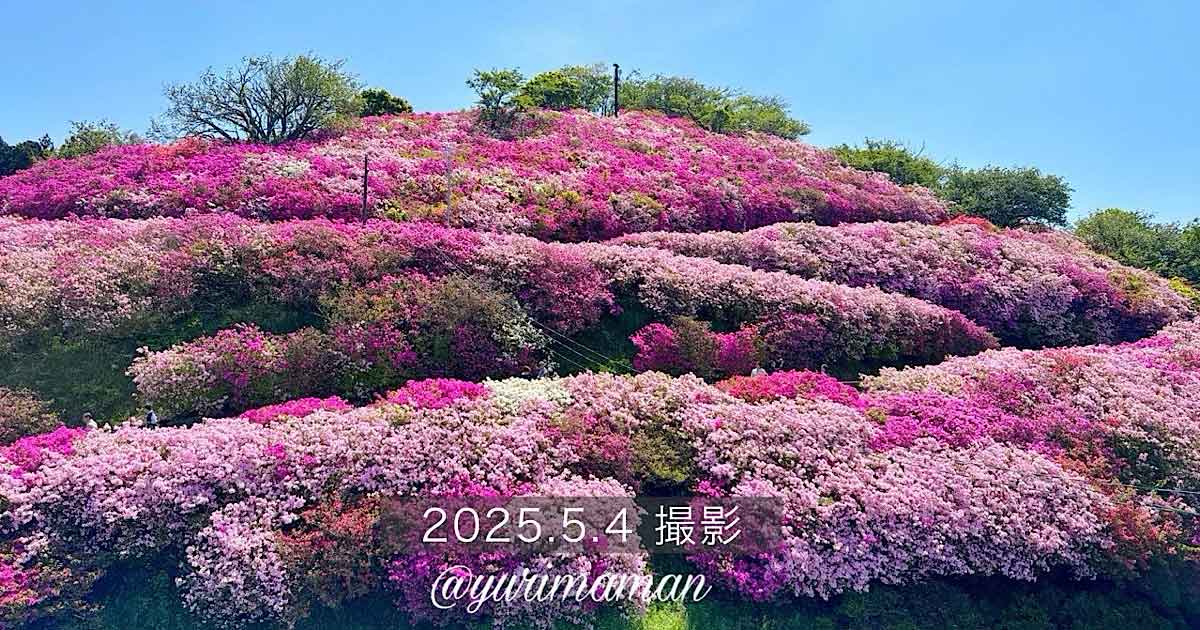 冨士山公園のツツジ（2025年）サムネイル画像