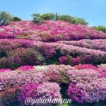 冨士山公園のつつじが満開のようす（大洲市）