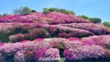 冨士山公園のつつじが満開のようす(大洲市) - ゆりママんブログ 冨士山公園のつつじが満開のようす(大洲市)