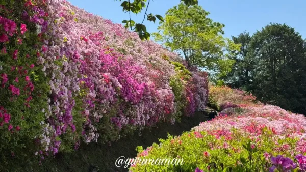 冨士山公園 ツツジ 満開 斜面一面に咲く花 大洲市 2025年5月-2 - ゆりママんブログ 冨士山公園 ツツジ 満開 斜面一面に咲く花 大洲市 2025年5月-2