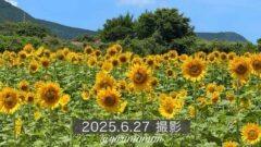 内子町の門松地区にあるひまわり畑（2025年撮影）サムネイル画像