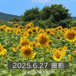 内子町の門松地区にあるひまわり畑（2025年撮影）サムネイル画像