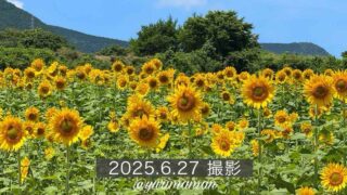 内子町の門松地区にあるひまわり畑（2025年撮影）サムネイル画像