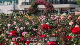 よしうみバラ公園の開花状況（2025年）サムネイル画像