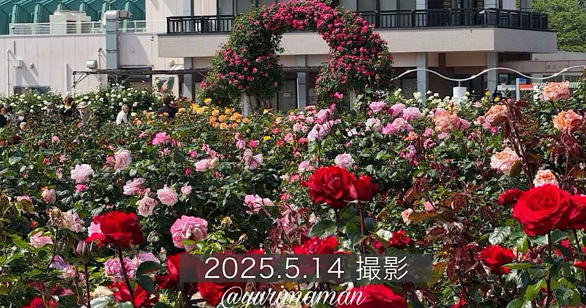 よしうみバラ公園の開花状況（2025年）サムネイル画像