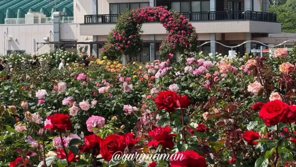 よしうみバラ公園の開花状況(2025年)1 - ゆりママんブログ よしうみバラ公園の開花状況(2025年)1