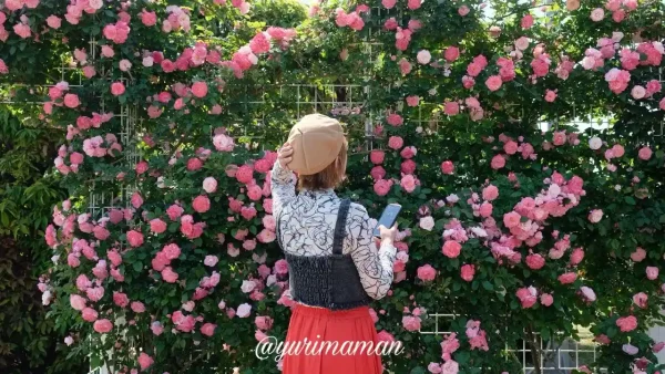 よしうみバラ公園の開花状況（2025年）バラの壁2