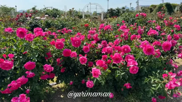 よしうみバラ公園の開花状況（2025年）7