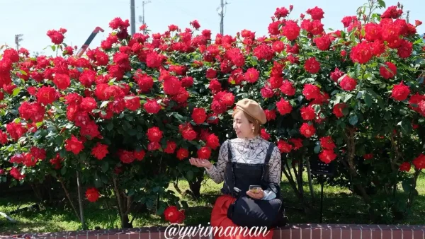 よしうみバラ公園の開花状況（2025年）バラの壁1