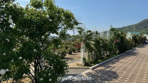 よしうみバラ公園の開花状況(2025年)5 - ゆりママんブログ よしうみバラ公園の開花状況(2025年)5