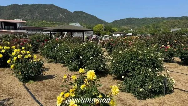 よしうみバラ公園の開花状況（2025年）3