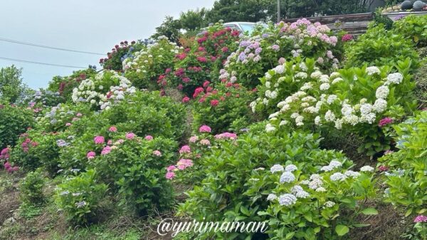 新居浜市のあじさいロード山田・斜面に咲くあじさいと街並みの景色（2025年6月13日撮影）