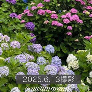 あじさいロード山田（愛媛・新居浜）名所サムネイル画像