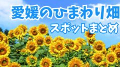 愛媛のひまわり畑スポットまとめ_サムネイル画像