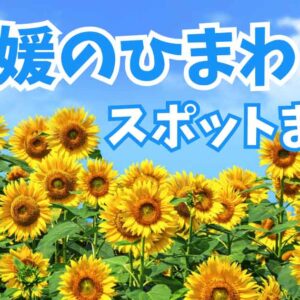 愛媛のひまわり畑スポットまとめ_サムネイル画像