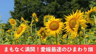 はがた農園のひまわり畑(新居浜市)2025_サムネイル画像 - ゆりママんブログ はがた農園のひまわり畑(新居浜市)2025_サムネイル画像