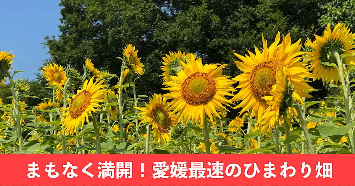 はがた農園のひまわり畑（新居浜市）2025_サムネイル画像
