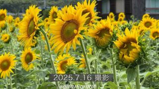はがた農園のひまわり畑（新居浜市）2025_サムネイル画像