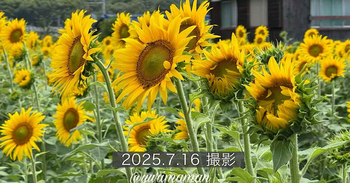 はがた農園のひまわり畑（新居浜市）2025_サムネイル画像
