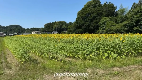 2025年6月19日撮影・はがた農園のひまわり畑（新居浜市）の風景写真1