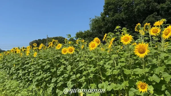 2025年6月19日撮影・はがた農園のひまわり畑（新居浜市）の風景写真2