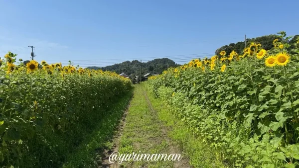 2025年6月19日撮影・はがた農園のひまわり畑（新居浜市）の風景写真3
