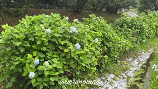 咲き始めの青いあじさい。背景には雨に濡れた花菖蒲園が広がる1