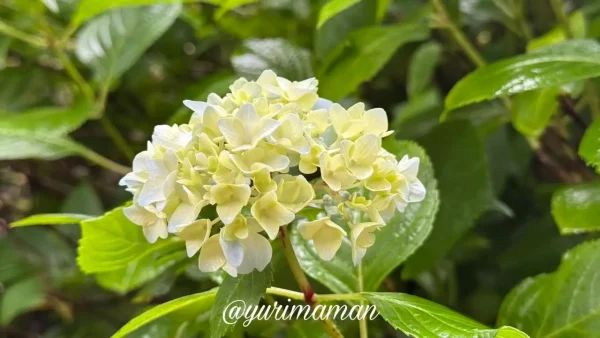咲き始めの青いあじさい。背景には雨に濡れた花菖蒲園が広がる2