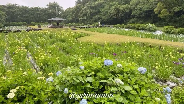 2025年6月3日撮影、池田池公園の花菖蒲が咲き始めた様子3