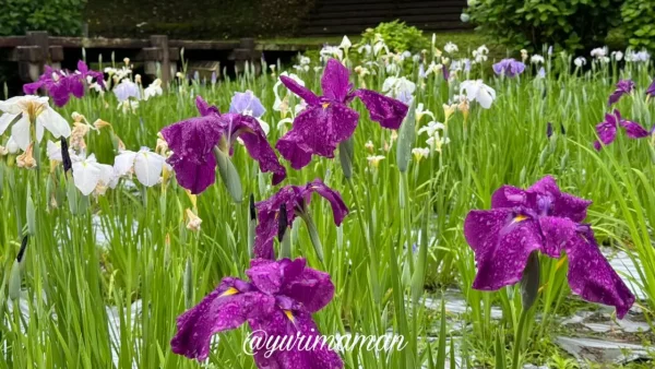 2025年6月3日撮影、池田池公園の花菖蒲が咲き始めた様子1