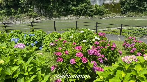 【2025年】道の駅 清流の里ひじかわのあじさい（大洲市）2