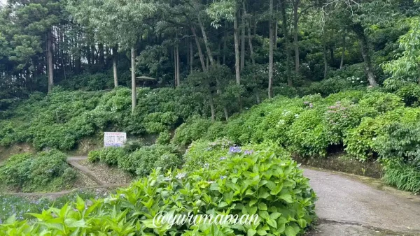 【2025】あじさいと山あいの風景が広がる稲積の里山スポット（大洲市）2