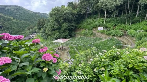 【2025】あじさいと山あいの風景が広がる稲積の里山スポット（大洲市）1