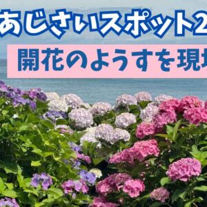 【2025年】大洲市あじさいスポットめぐりまとめ_サムネイル画像