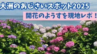 【2025年】大洲市あじさいスポットめぐりまとめ_サムネイル画像 - ゆりママんブログ 【2025年】大洲市あじさいスポットめぐりまとめ_サムネイル画像