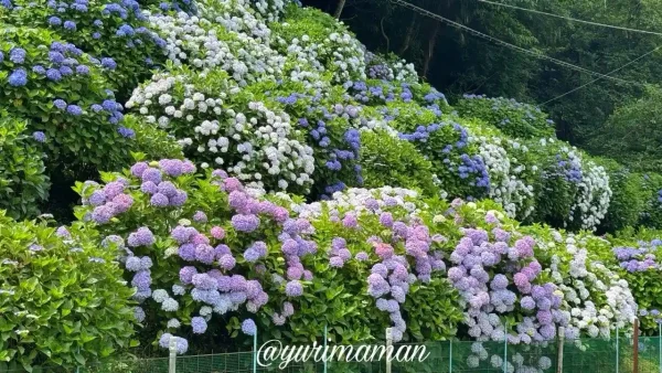 【2025年】下須戒あじさい群生地の斜面に咲く紫陽花（大洲市）2