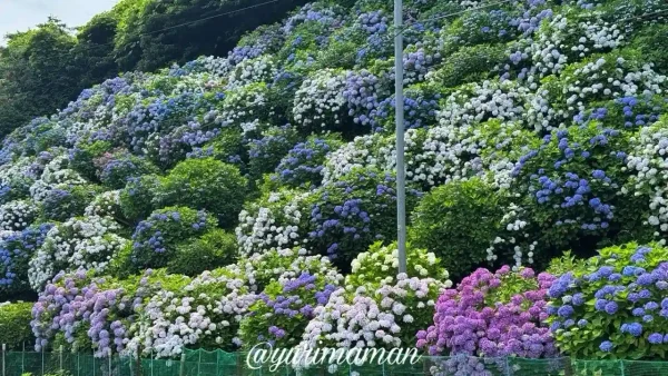 【2025年】下須戒あじさい群生地の斜面に咲く紫陽花（大洲市）1