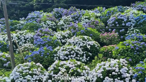 【2025年】下須戒あじさい群生地の斜面に咲く紫陽花(大洲市)4 - ゆりママんブログ 【2025年】下須戒あじさい群生地の斜面に咲く紫陽花(大洲市)4