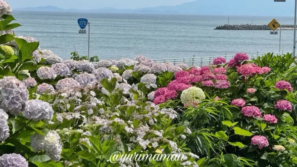 【2025年】大洲市 夕やけこやけライン沿いのあじさいロード1