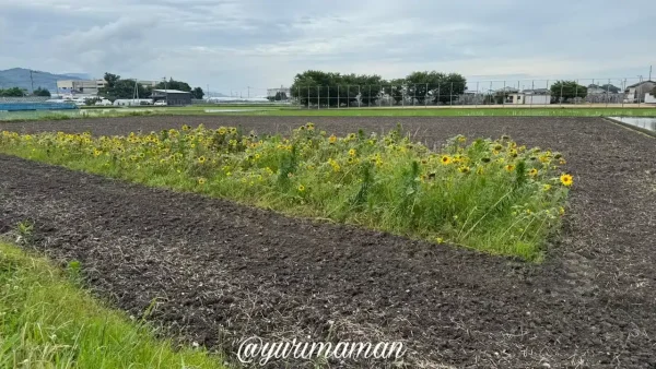 徳丸ひまわり畑（松前町）開花状況2025年