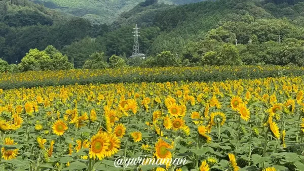 内子町の門松地区にあるひまわり畑（2025年撮影）約35万本が咲く絶景スポット5