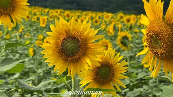 内子町の門松地区にあるひまわり畑（2025年撮影）約35万本が咲く絶景スポット6