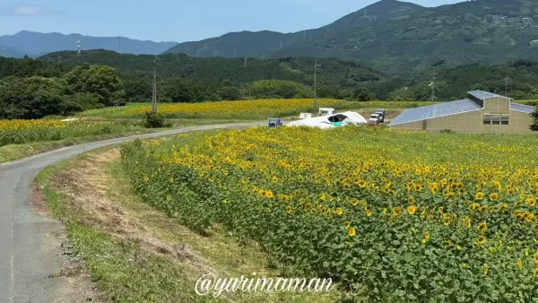 内子町の門松地区にあるひまわり畑（2025年撮影）約35万本が咲く絶景スポット4