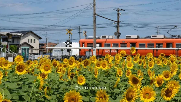 エミフルMASAKIのひまわり畑(恋泉駅)伊予鉄の電車 - ゆりママんブログ エミフルMASAKIのひまわり畑(恋泉駅)伊予鉄の電車