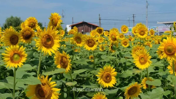 エミフルMASAKIのひまわり畑(恋泉駅)満開時の様子 - ゆりママんブログ エミフルMASAKIのひまわり畑(恋泉駅)満開時の様子