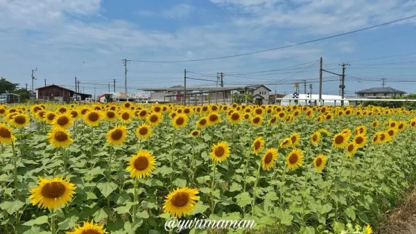 エミフルMASAKI前のひまわり畑（恋泉畑）の開花状況｜2025年7月15日時点1