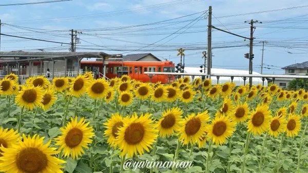 恋泉畑に咲くひまわりと伊予鉄電車の風景（2025年）