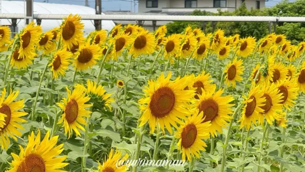 エミフルMASAKI前のひまわり畑（恋泉畑）の開花状況｜2025年7月15日時点2