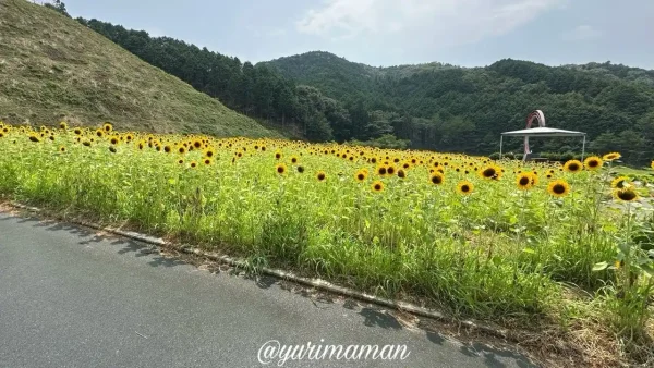 フラワーパークおおずのひまわり畑が一部見頃に（2025年7月8日撮影）2